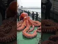Download Lagu Fishermen Caught Strange Octopus Off The Coast Of Singapore