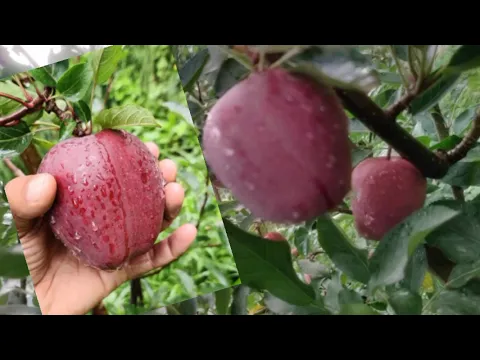 Dimple panjta apple Orchord High Colour Strains apple