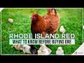 Rhode Island Red What to Know Before Buying One