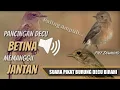 Download Lagu SUARA Pikat Burung DECU Betina Birahi MEMANGGIL Jantan Sangat Ampuh Si Kacer Mini -Free Download mp3