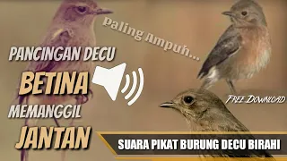 suara pikat burung decu betina birahi memanggil jantan sangat ampuh si kacer mini free download mp3
