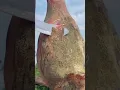 Download Lagu This is meat that has been fermented for a long time and produces quality meat. #woodworking