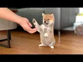Download Lagu 2-Month-Old Shiba Inu Puppy Compilation