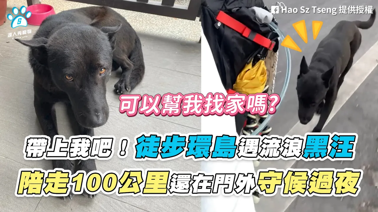 【帶上我吧!徒步環島遇流浪黑汪 陪走100公里還在門外守候過夜】|網友 / Hao Sz Tseng / 陳俊憲