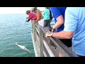 Naples Pier Florida - Big Fish caught