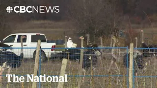 Ostrich Cull Looms After Supreme Court Dismisses B C Farm S Appeal 