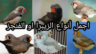أنواع الفناجز او الزيبرا مع معلومات عامة الخميس 2020 3 26 Zebra Finches 