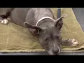 Pet of the Week-Grooming Routines for pets