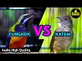 Download Lagu KAPAS TEMBAK VS CUNGKOK ! PERPADUAN TEMBAKAN KUNTI DAN BESETAN PANJANG KATEM COCOK UNTUK MASTERAN Download Lagu KAPAS TEMBAK VS CUNGKOK ! PERPADUAN TEMBAKAN KUNTI DAN BESETAN PANJANG KATEM COCOK UNTUK MASTERAN