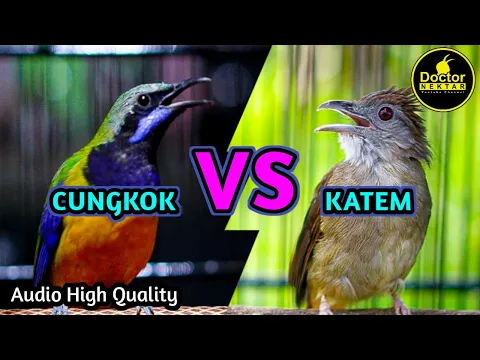 Download MP3 KAPAS TEMBAK VS CUNGKOK ! PERPADUAN TEMBAKAN KUNTI DAN BESETAN PANJANG KATEM COCOK UNTUK MASTERAN