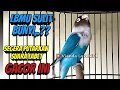 Lagu LOVEBIRDMU SULIT BUNYI,. Segera Putarkan Suara Burung Lovebird Ngekek Panjang ini (Pancingan Mantab)
