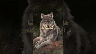 هل شاهدتم Song 