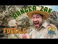 How to find Fossils Nature Education for Kids