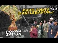 Download Lagu #9 PROJECT TAMAN SABRINA | HADIAH ANNIV 2 | TIBA-TIBA DAPET KADO POHON ZAITUN DARI LEBANON!