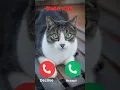 Hello #nadaderingtelepon #ringtone #smartphone #ringtones #music #bgm #cat #gatuno #funnymusic