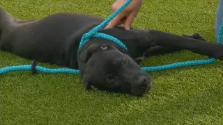 PAUL S PETS Stallion A young pup up for adoption at the Humane Educational Society in Chattanooga
