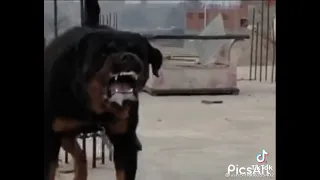 عندي كلب رايحه منو اسمو سيزر دندنها