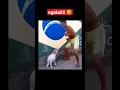 Download Lagu Lucu! Anjing Menyanyi #dog #dance #viraldance #animals