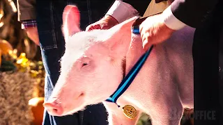 Wilbur gana la Medalla al Cerdo más Genial | La telaraña de Charlotte | Clip en Español