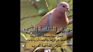 صوت القمري دندنها