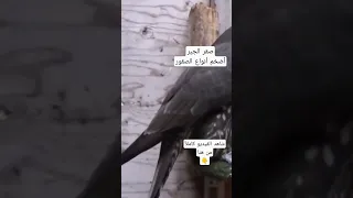 صقر الجير أضخم و أشرس أنواع الصقور و أجملها 