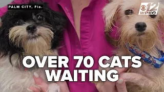 Humane Society pleads for help after massive Martin County animal rescue