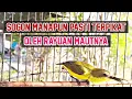 Download Lagu SOGON BETINA BIRAHI MEMIKAT SOGON JANTAN #SOGONBETINAMEMANGGILJANTAN #PANCINGANSOGONAGARBUNYI