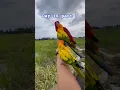 Lagu #bayan #sunconure #birds #freefly #nature