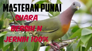 Download Suara pikat punai 100% jernih MP3