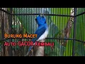 Download Lagu Masteran/ Pancingan Burung Kehicap Ranting Bahan Agar Cepat GACOR