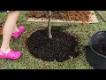 Planting A Red Maple Tree
