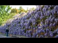 Britain s longest wisteria vine better than ever - 32 years later SWNS