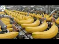 Inside a banana bread factory – An incredible automated production process