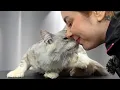 I Wasn t Ready For How Sweet This Rescue Maine Coon Was