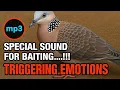 Download Lagu Panggilan Merpati Tutul – Pemicu Emosional bagi Penggemar Burung (Audio MP3)