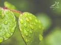 Prayer Music | Peaceful, Graceful Choral Hymns of the New Apostolic Church.