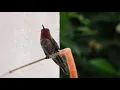 Download Lagu Anna's Hummingbird sounds calls chirping HD close up