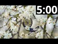 Download Lagu 5 Minute Timer with Classical Music | Relaxing | Focus | Piano Instrumental