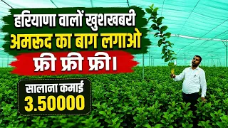 हरियाणा में फ्री अमरूद के पौधे! ₹3.5 लाख सालाना कमाई का सुनहरा मौका | Guava Farming 2026
