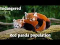 Endangered red panda population