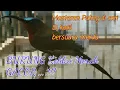 Download Lagu Gacor !!!. Suara burung kolibri merak