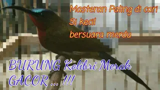 Download Gacor !!!. Suara burung kolibri merak MP3