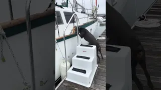 Boarding UV . #sailing #fyp #pets #doberman #dream #vlog
