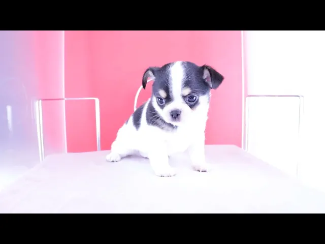 動画