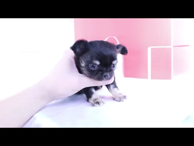 動画