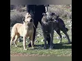 Download Lagu Dodonia Eagle Kennel bloodlines and new generation of pure Ilyrian Molos puppies!