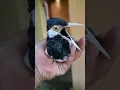 Download Lagu Jalak suren ngoceh~Coba,.untuk pancingan jalak suren #shorts #birds