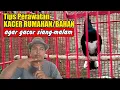 Lagu HOW TO CARE FOR A KACER BIRD SO IT CONTINUES TO SING || HOW TO CARE FOR A HOUSEKEEPING KACER BIRD...