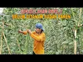 Download Lagu LOKASI LAHAN BARU..!! BELUM DITANAM SUDAH PANEN