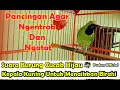Download Lagu SUARA BURUNG CUCAK IJO KEPALA KUNING UNTUK MENAIKKAN BIRAHI BAHAN AGAR NGENTROK DAN NGOTOT